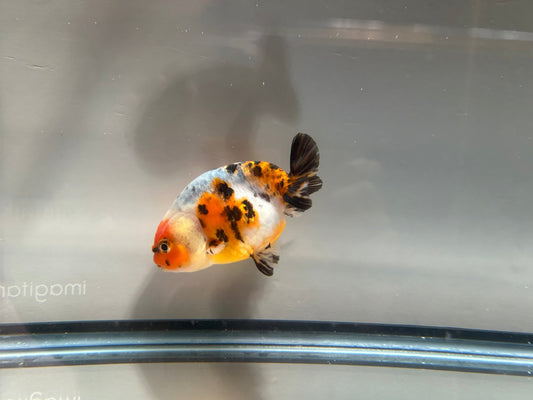3" Calico Ranchu Goldfish – Calico C (Individual Fish) - Lunar Fancies