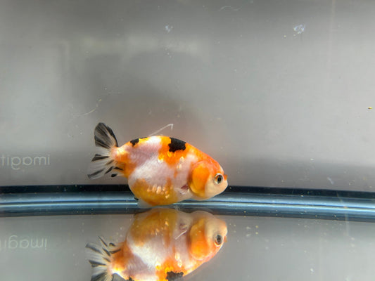 3" Calico Ranchu Goldfish – Calico J (Individual Fish) - Lunar Fancies