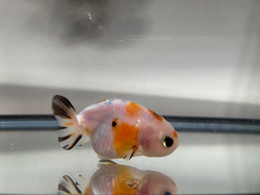 3" Calico Ranchu Goldfish – Calico M (Individual Fish) - Lunar Fancies
