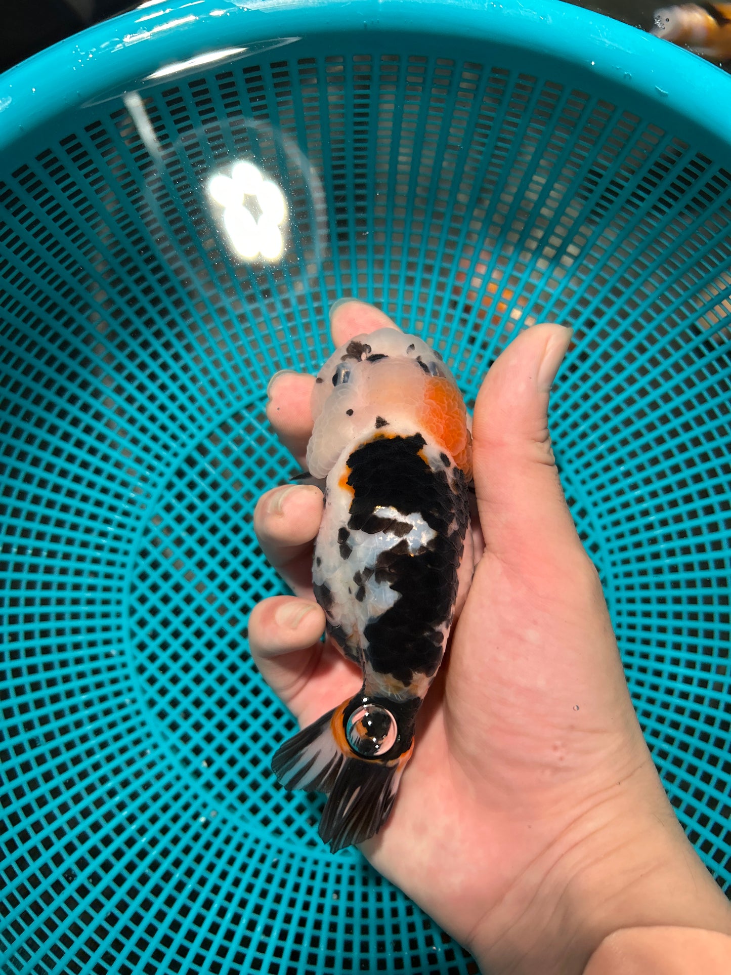 Tri-Color Ranchu
