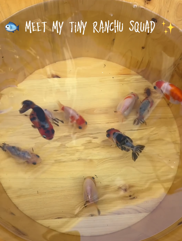 Small goldfish in a wooden container with text 'Meet my tiny Ranchu Squad'.