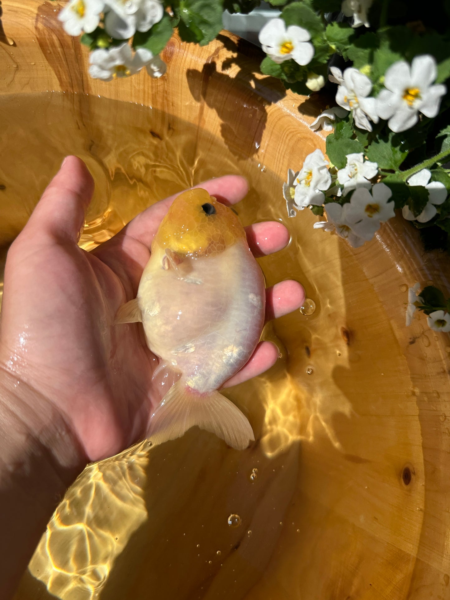 Side view, Hand holding a goldfish with a wooden bowl and flowers in the background