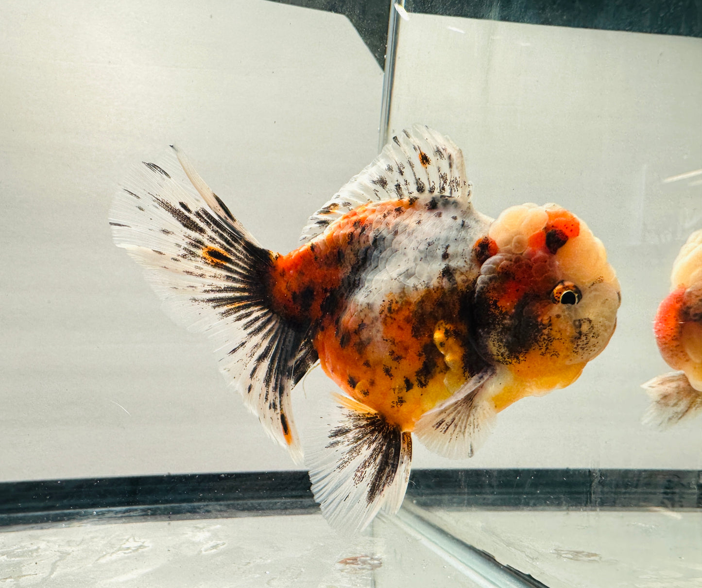 Calico Oranda - Male