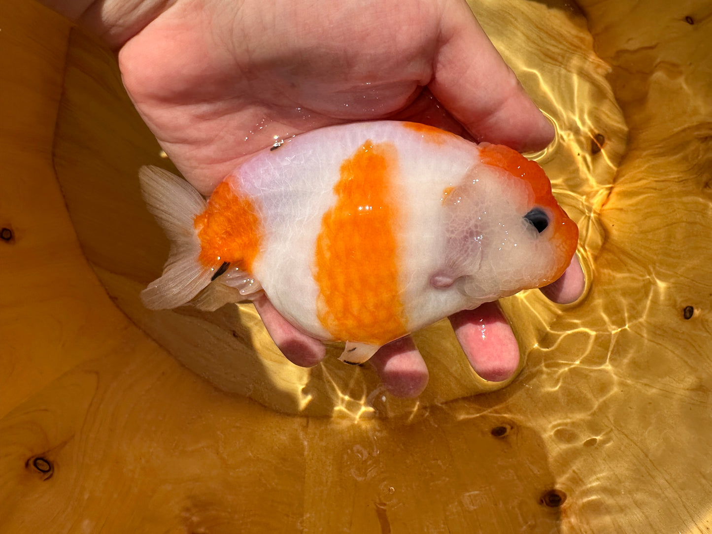 Red & White Ranchu - 4.5 inches