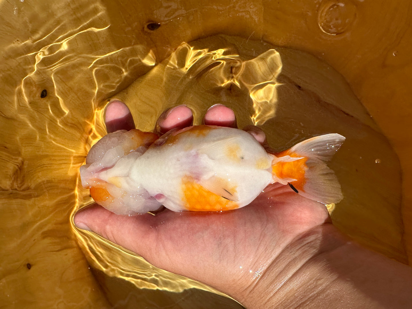 Red & White Ranchu - 4.5 inches