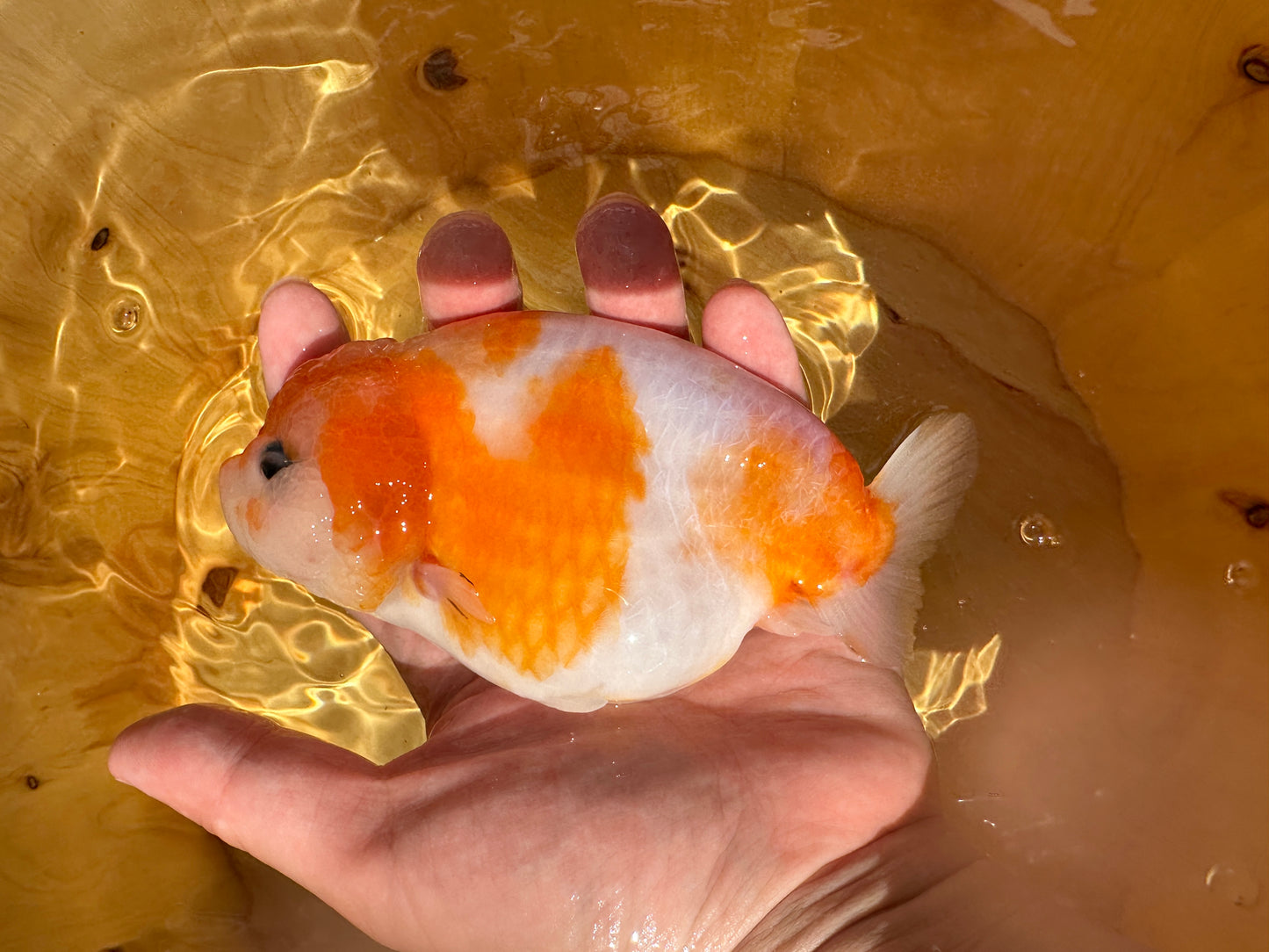 Red & White Ranchu - 4.5 inches