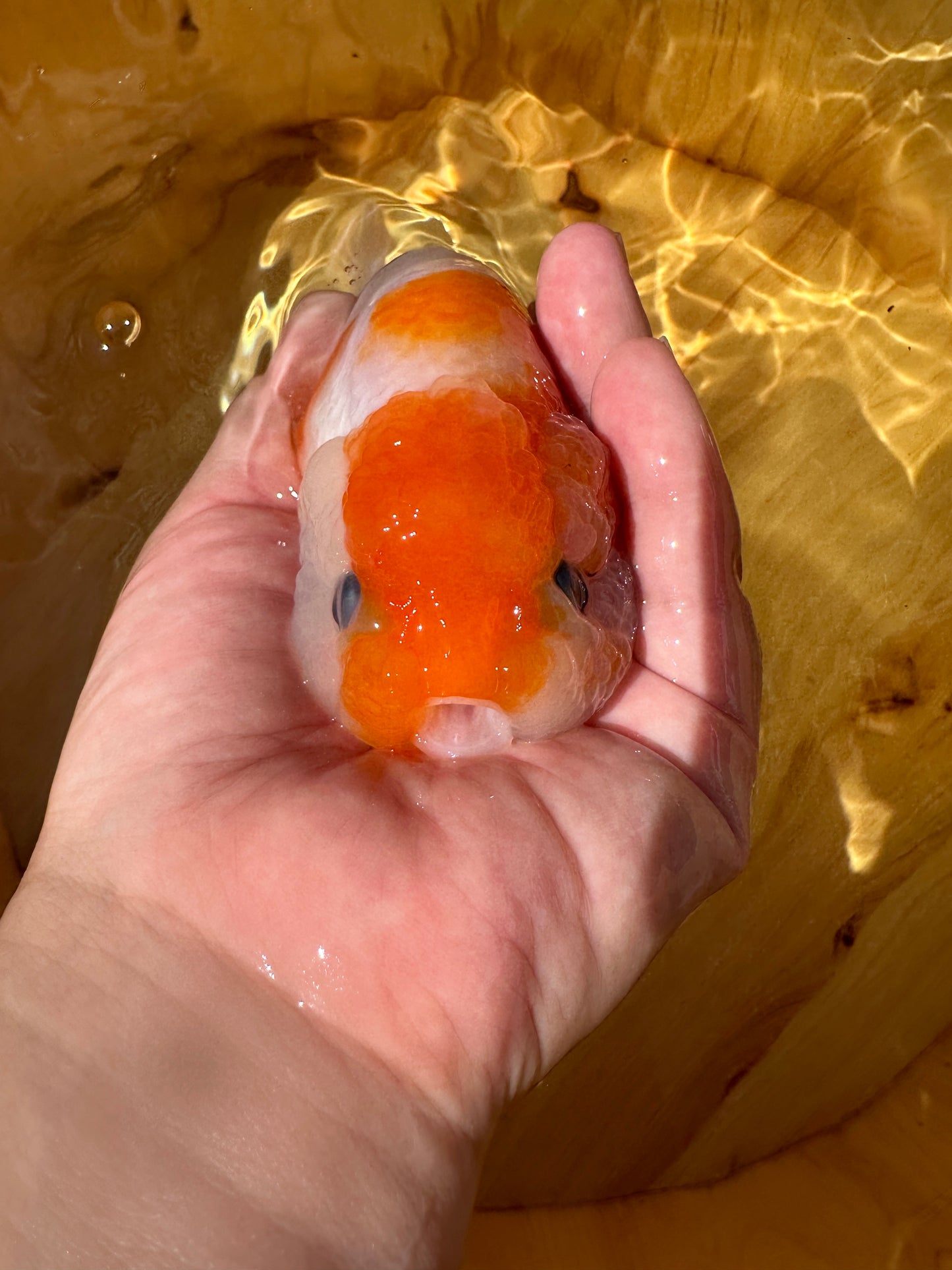 Red & White Ranchu - 4.5 inches