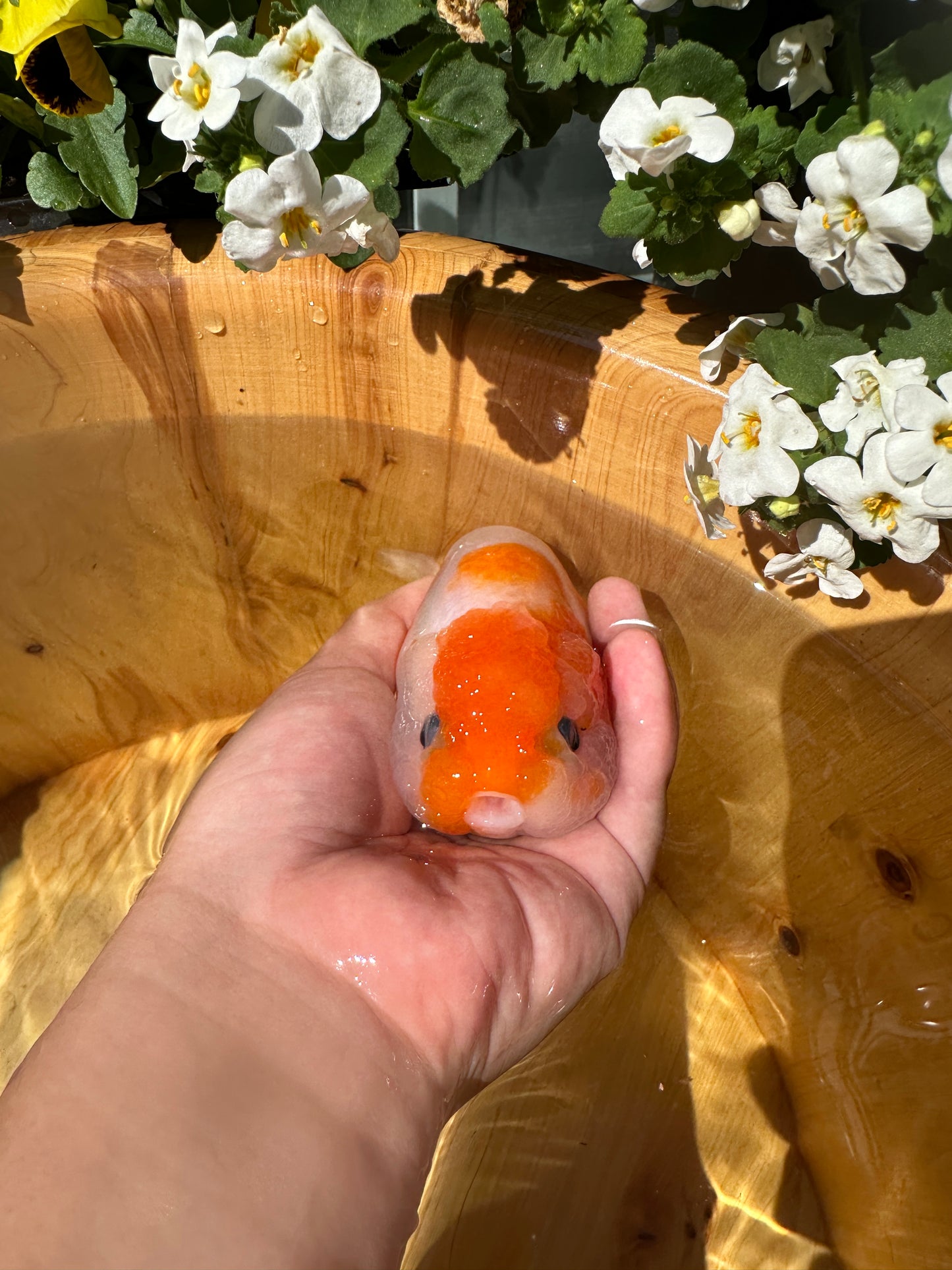 Red & White Ranchu - 4.5 inches