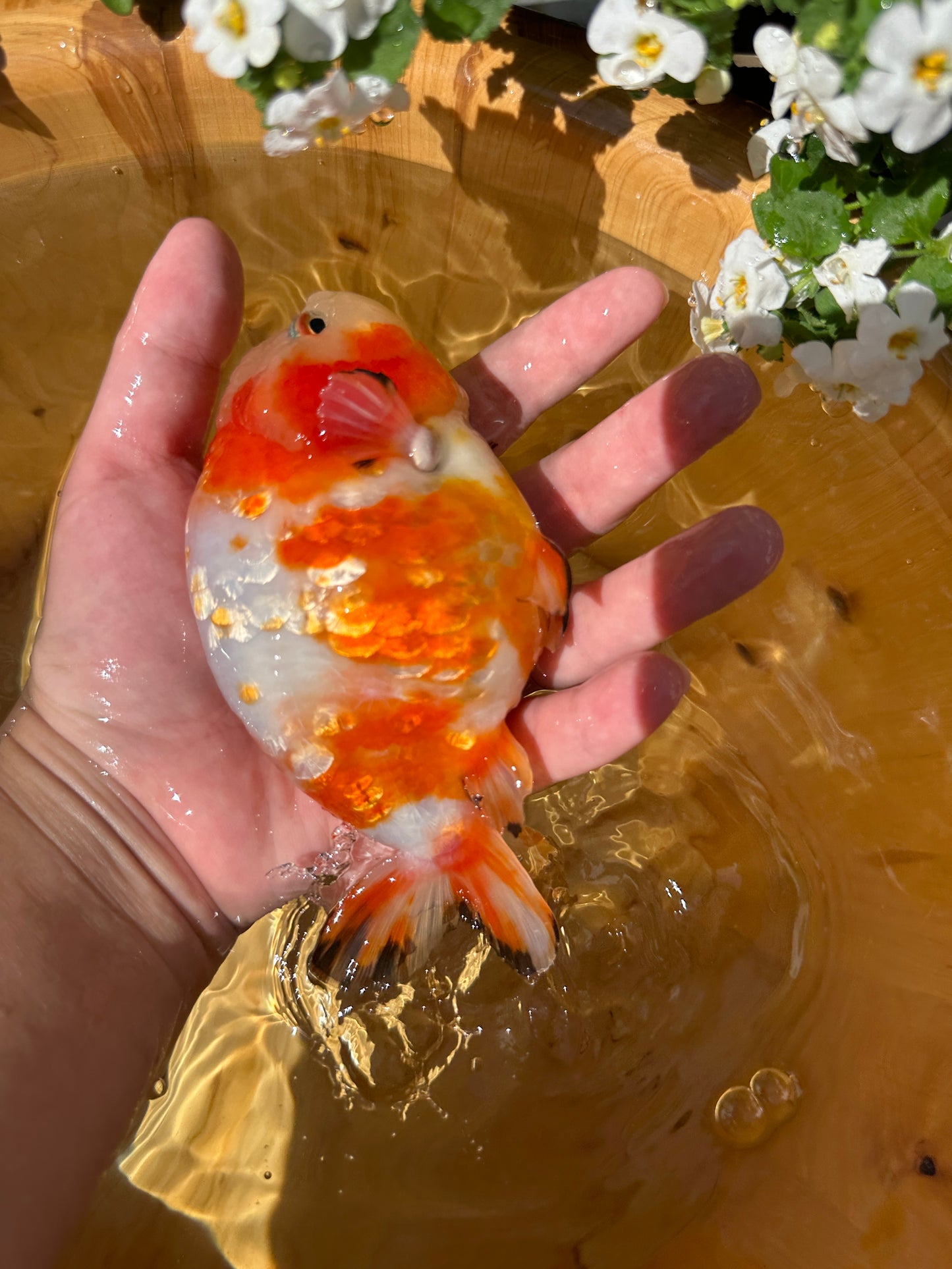Sakura Ranchu - 5 inches