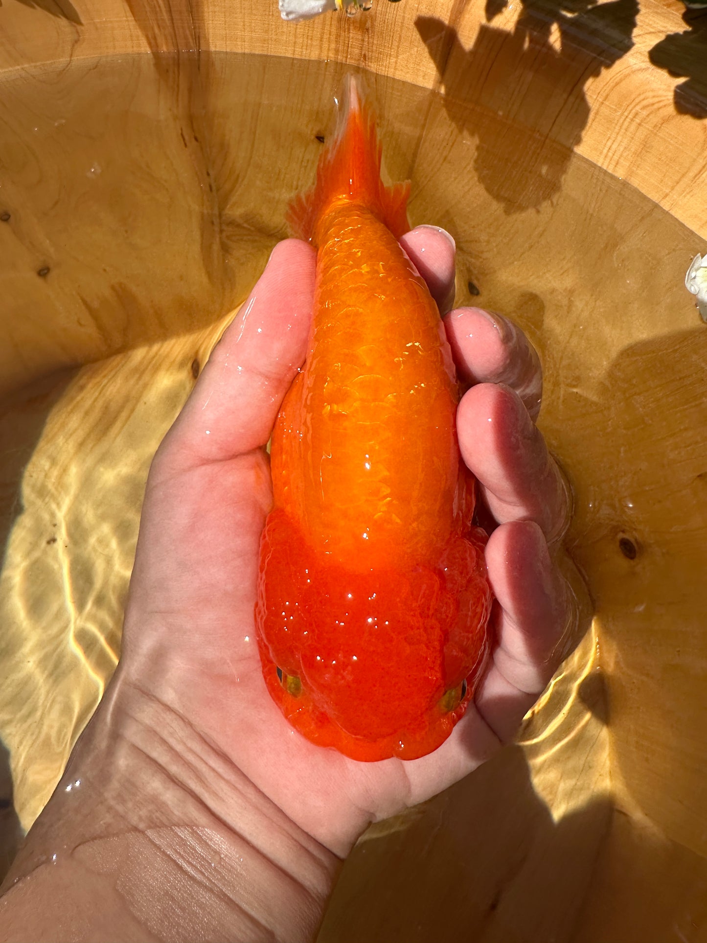 The Fiery Red Ranchu - 5.5 inches
