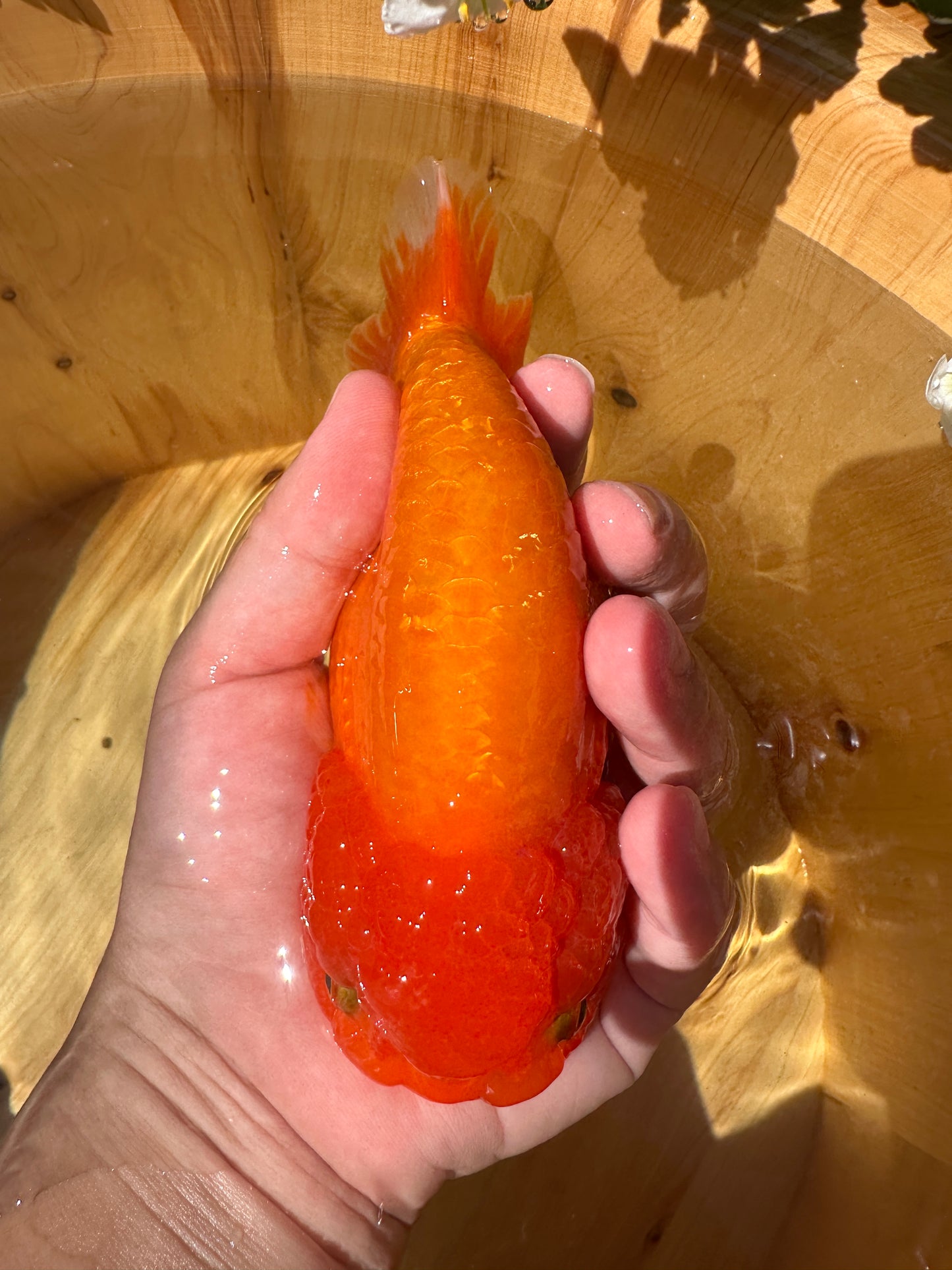 The Fiery Red Ranchu - 5.5 inches
