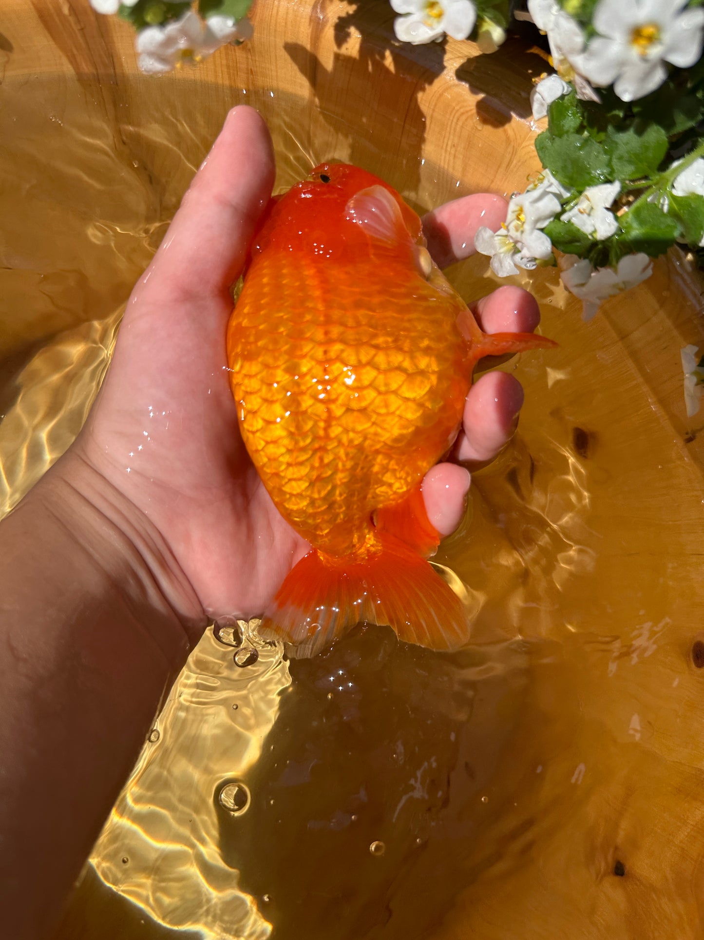 The Fiery Red Ranchu - 5.5 inches