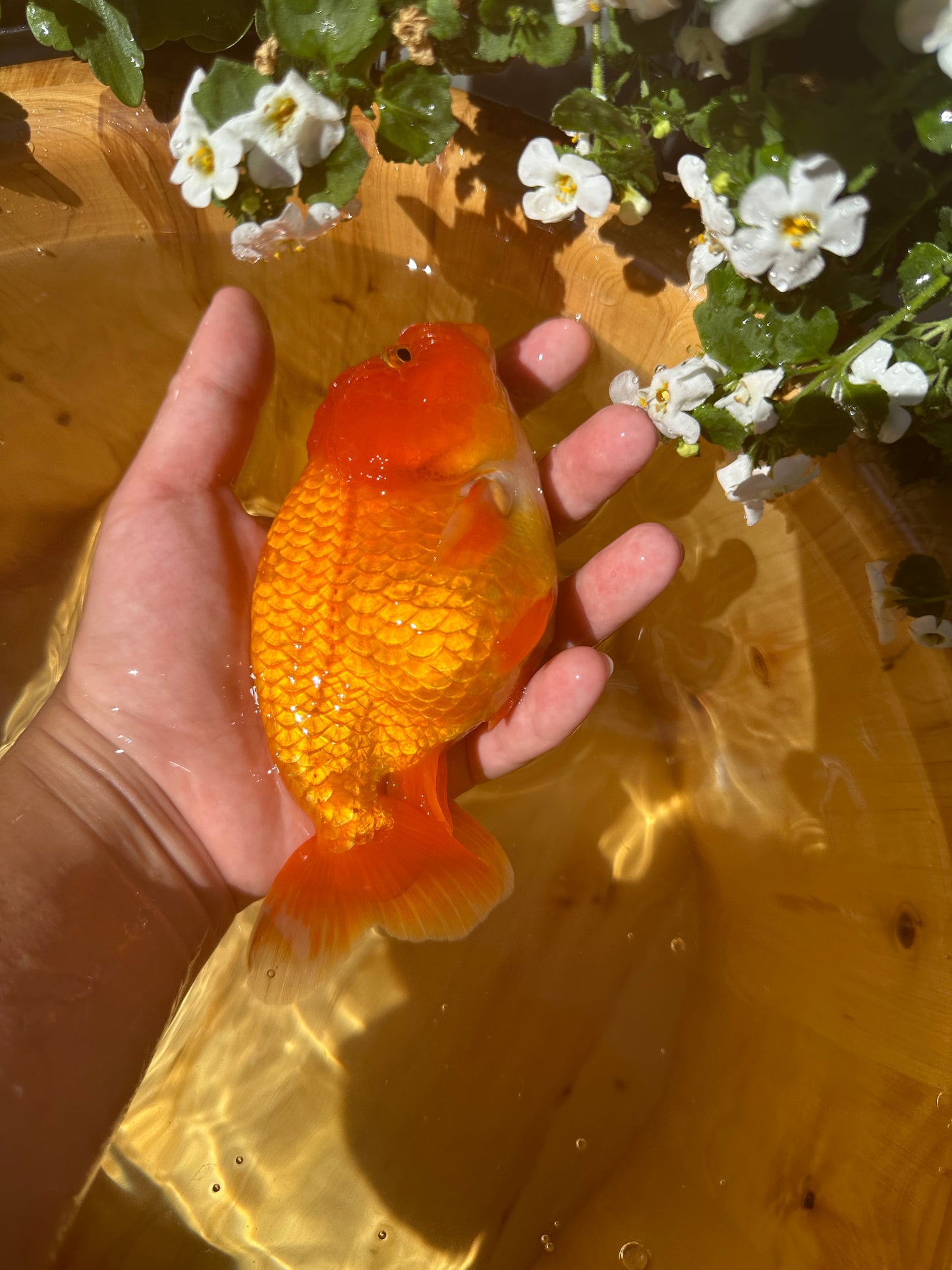 The Fiery Red Ranchu - 5.5 inches
