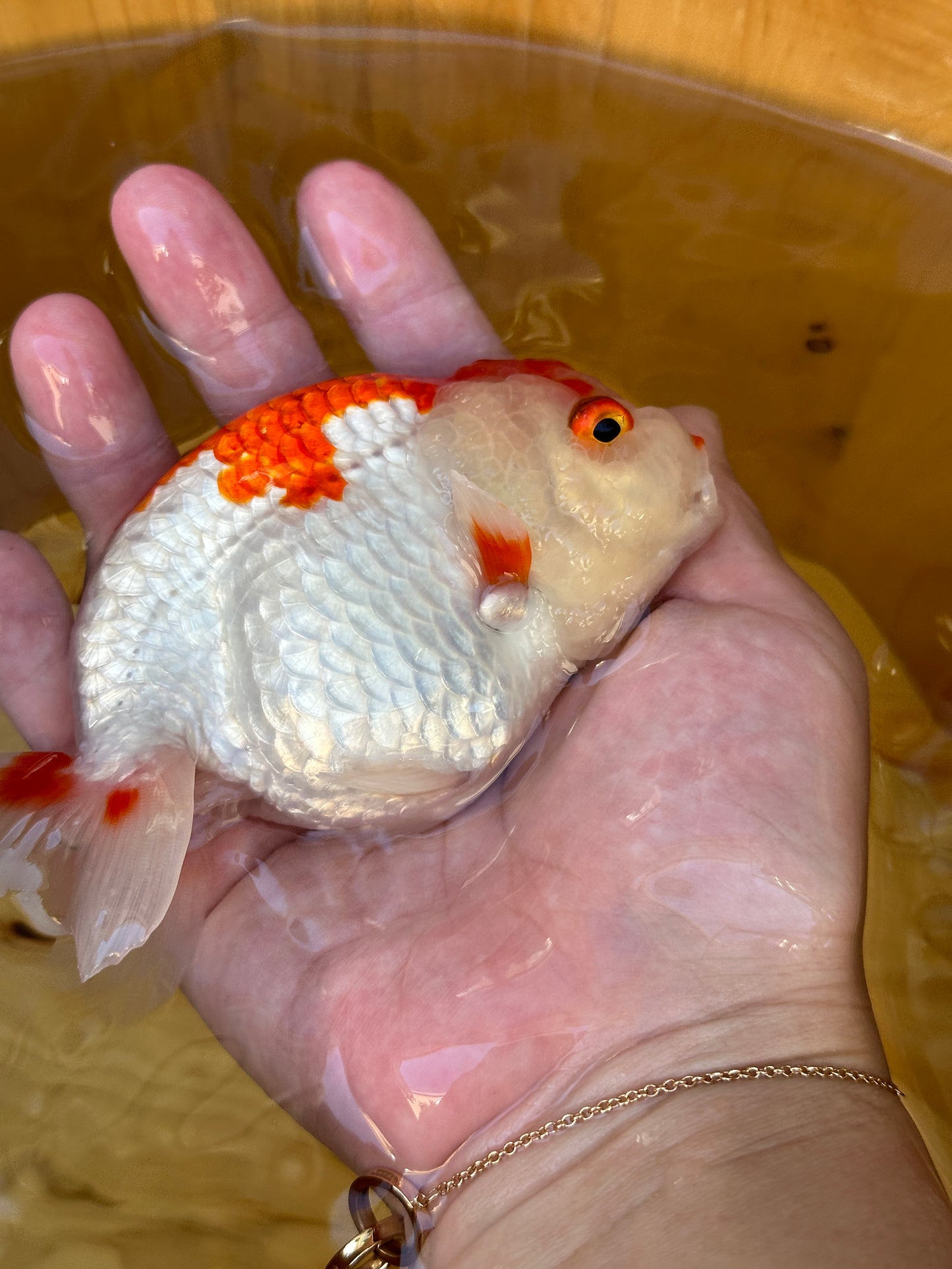 Crimson Robe Ranchu – 4 inches