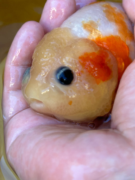 Sakura Ranchu - 4.5 inches