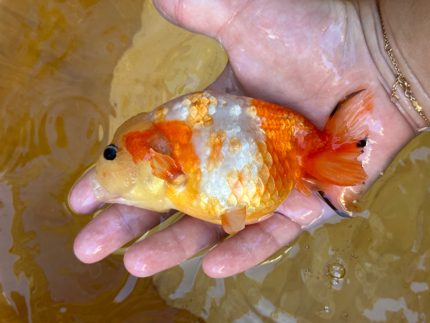 Sakura Ranchu - 4.5 inches