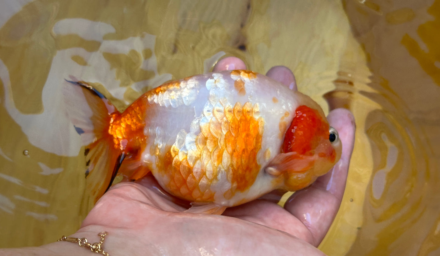 Sakura Ranchu - 4.5 inches