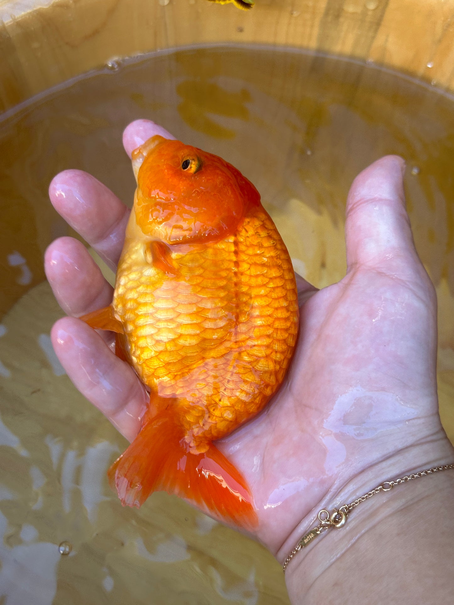 The Fiery Red Ranchu - 4.5 inches