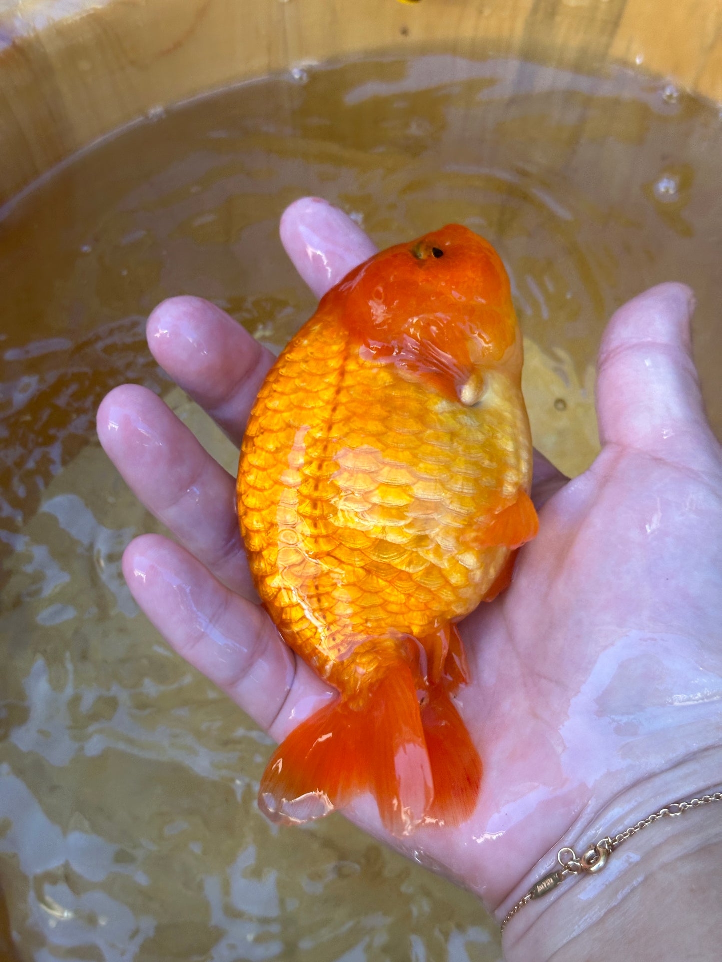 The Fiery Red Ranchu - 4.5 inches