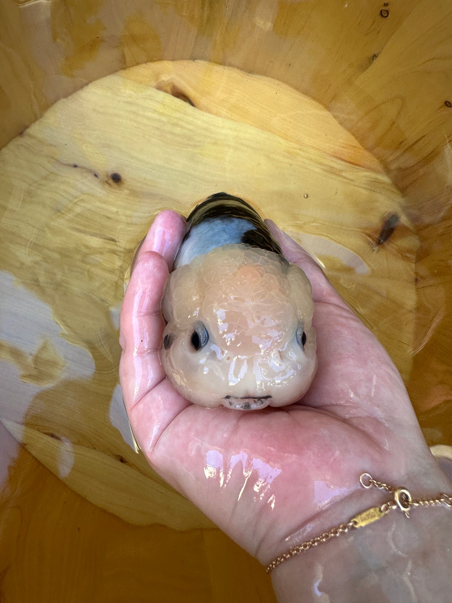 Heavy Ink Ranchu - 5.5 inches (Character Fish, Broken Tail, 40% OFF!)