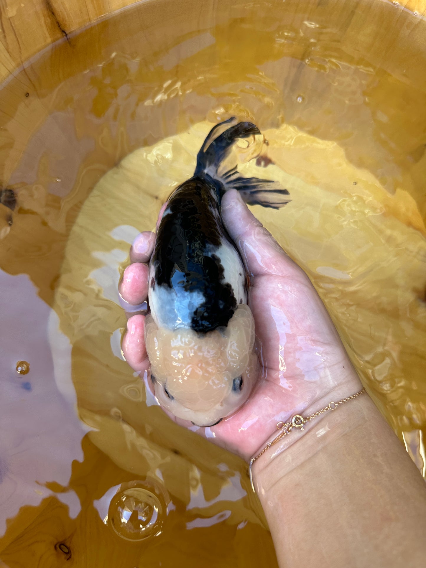 Heavy Ink Ranchu - 5.5 inches (Character Fish, Broken Tail, 40% OFF!)