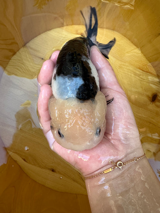 Heavy Ink Ranchu - 5.5 inches (Character Fish, Broken Tail, 40% OFF!)