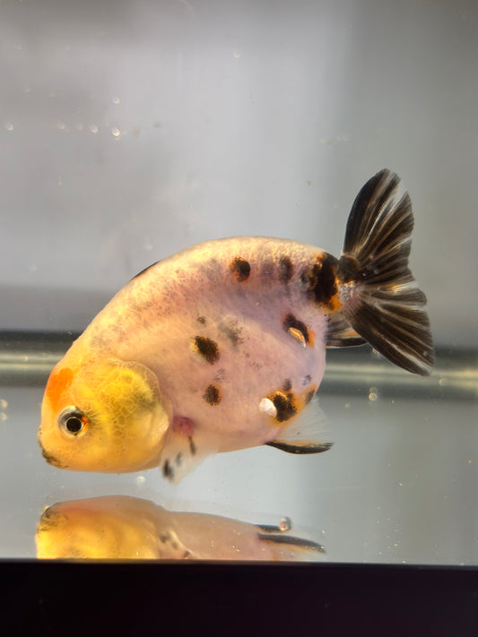 Snow Leopard Ranchu - 3 Inches (Individual Fish)