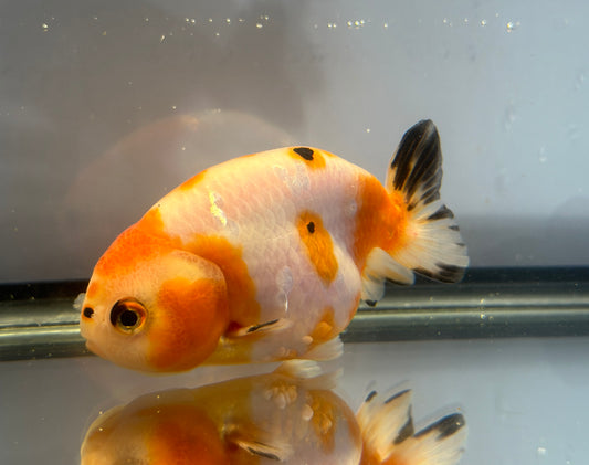 3" Red & White Ranchu Goldfish - Red&White A (Individual Fish)