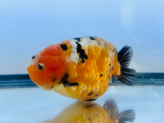 Tiger Ranchu (M, 5'')
