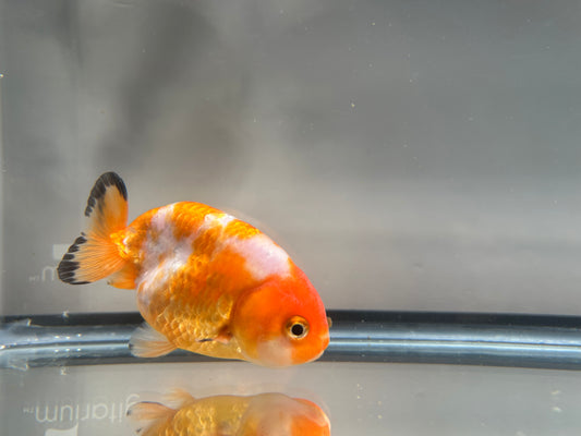 3" Red & White Ranchu Goldfish - Red&White C (Individual Fish)