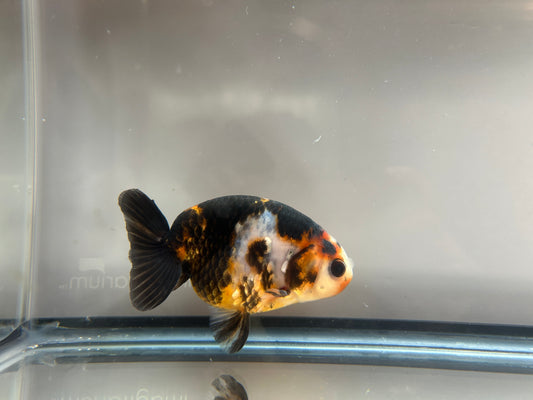 3" Calico Ranchu Goldfish – Calico F (Individual Fish)
