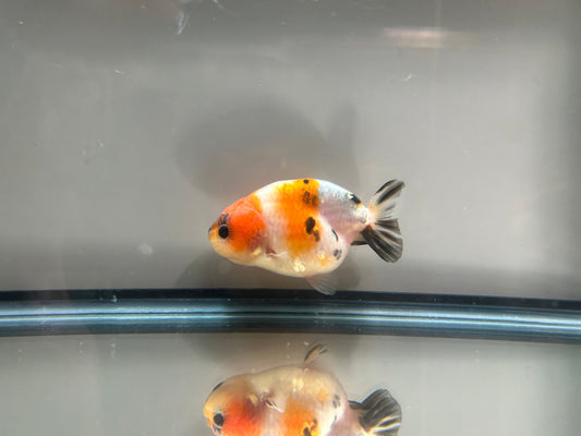 3" Calico Ranchu Goldfish – Calico H (Individual Fish)