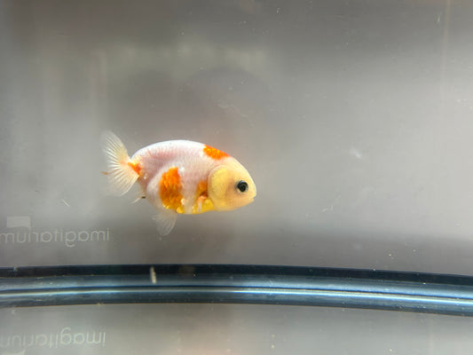 3" Red & White Ranchu Goldfish - Red&White D (Individual Fish)