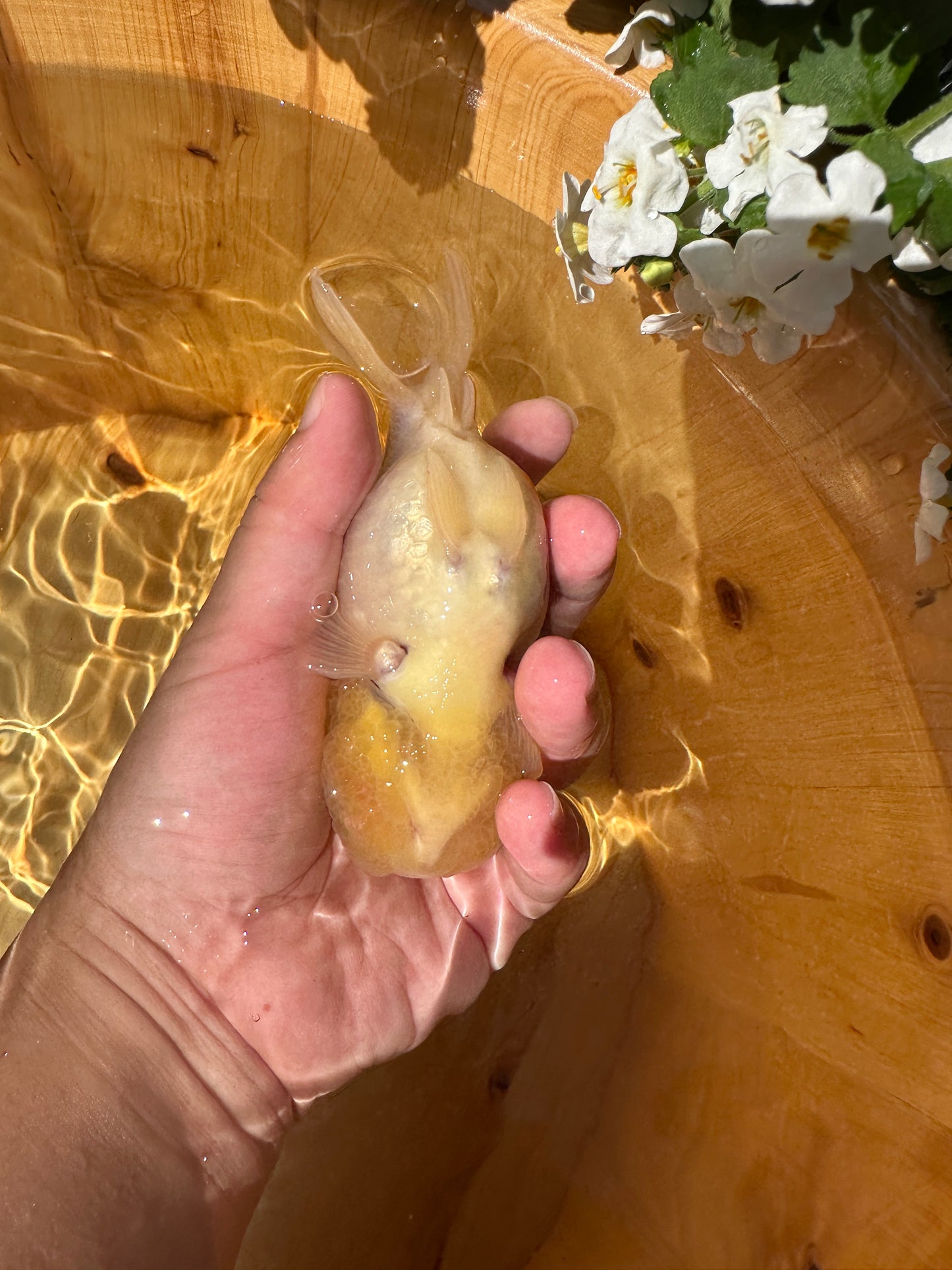 Hand holding a small Ranchu Goldfish near water with flowers in the background