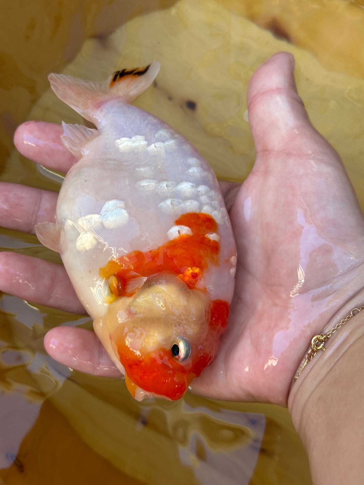 Person holding a pearl oranda goldfish with a blurred yellow background