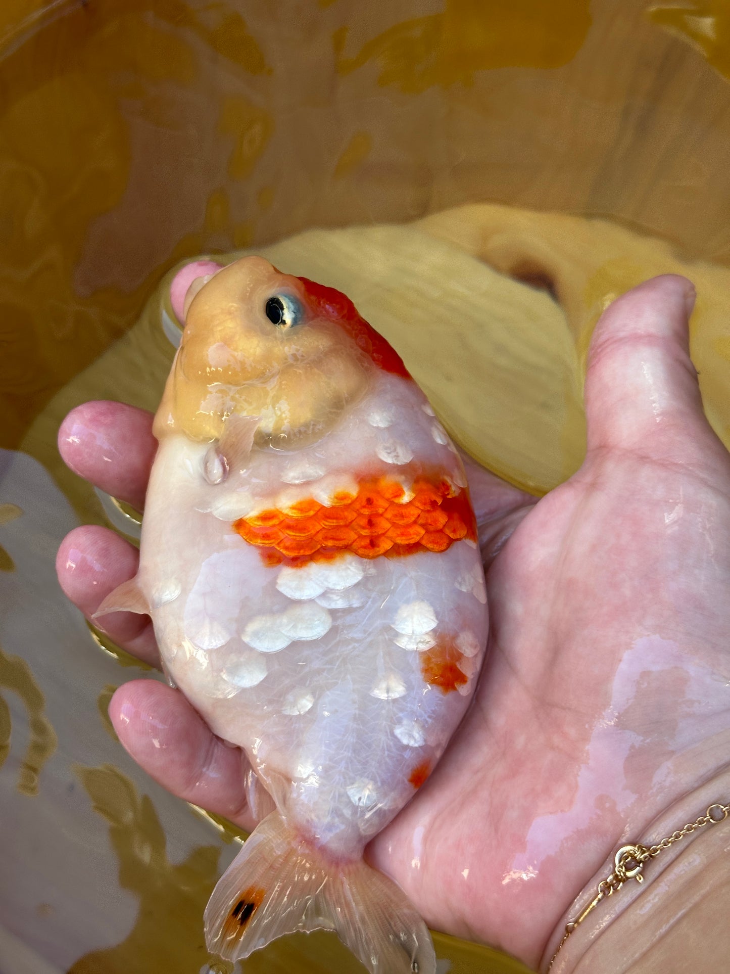 Sakura Ranchu - 4.5 inches in “Cherry Blossom”