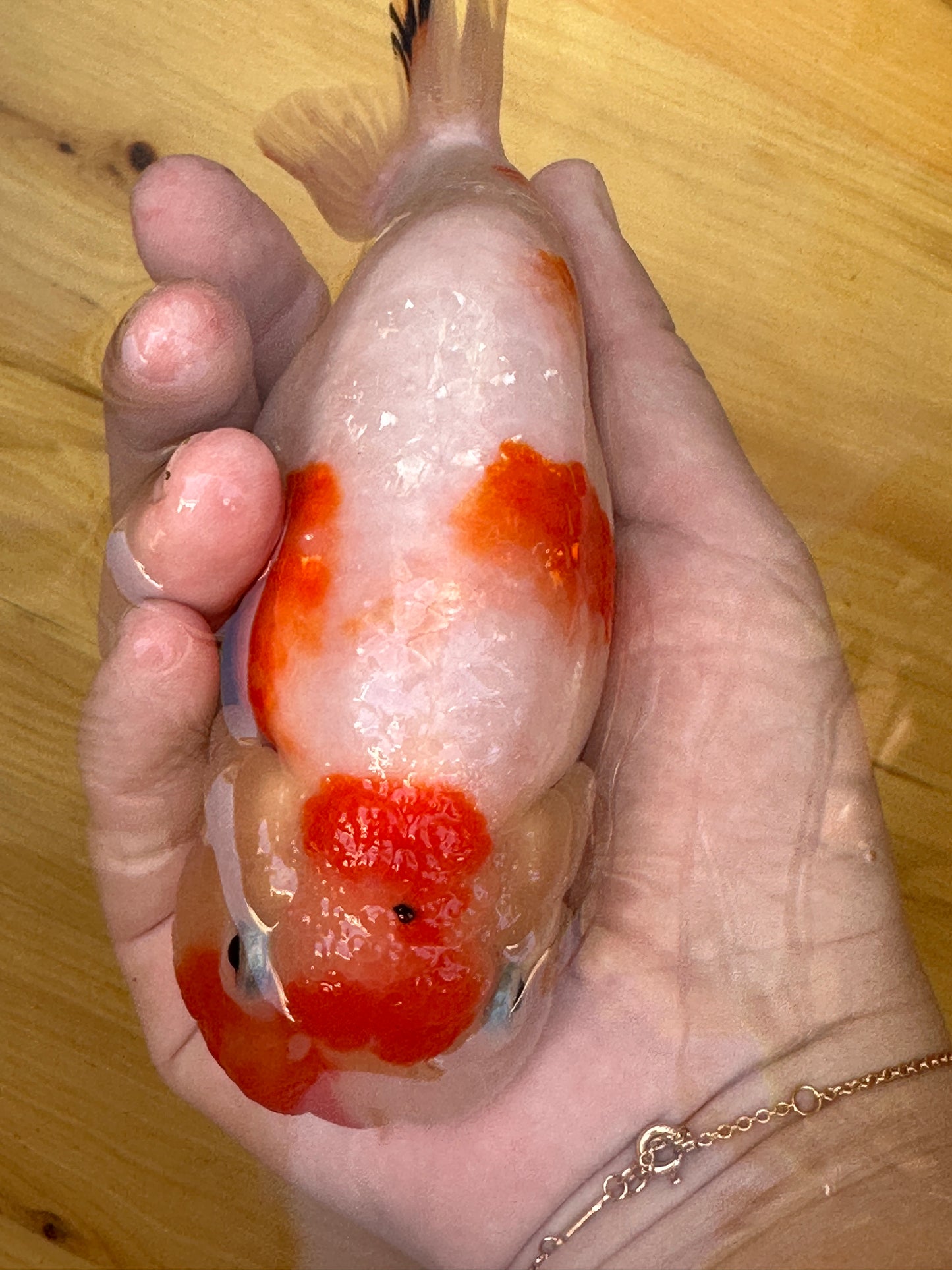 Hand holding a goldfish with a red and white pattern on a wooden surface