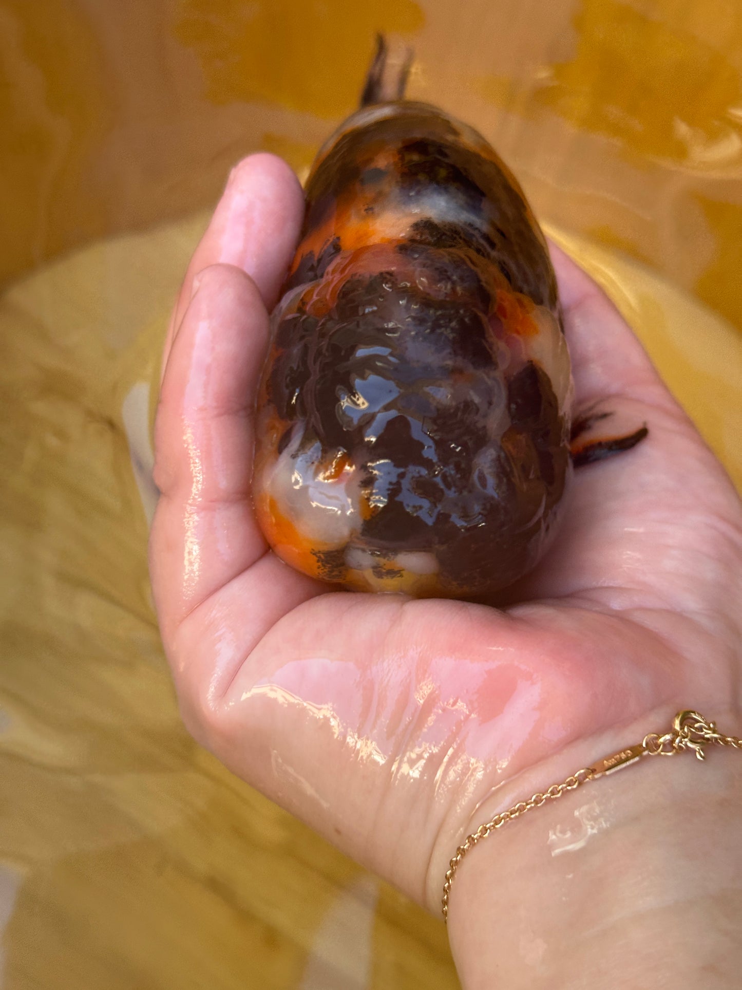 Person holding goldfish with a unique pattern against a blurred background