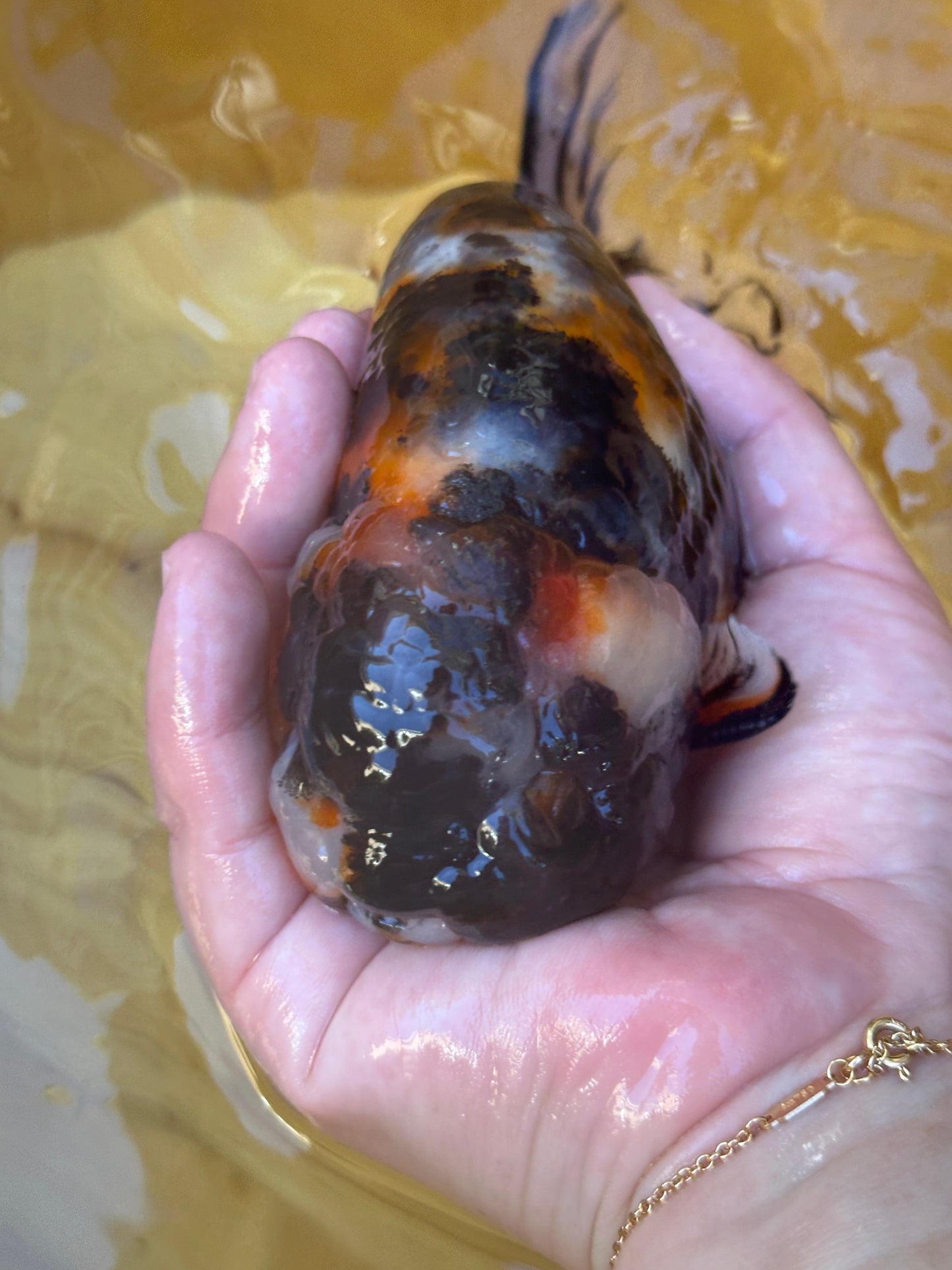 Hand holding a colorful fish with a blurred yellow background
