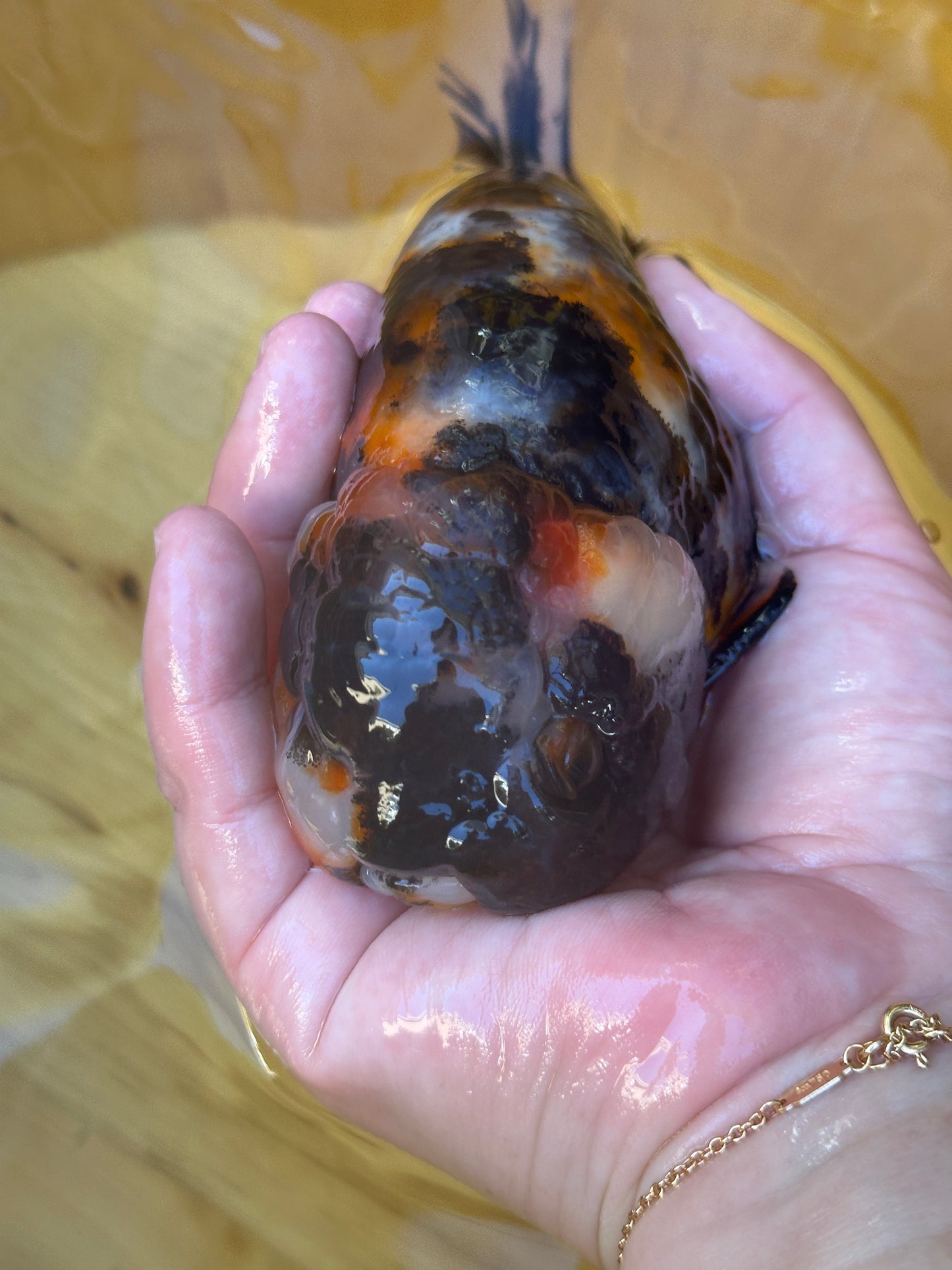 Tri-Color Ranchu - 5.5 inches
