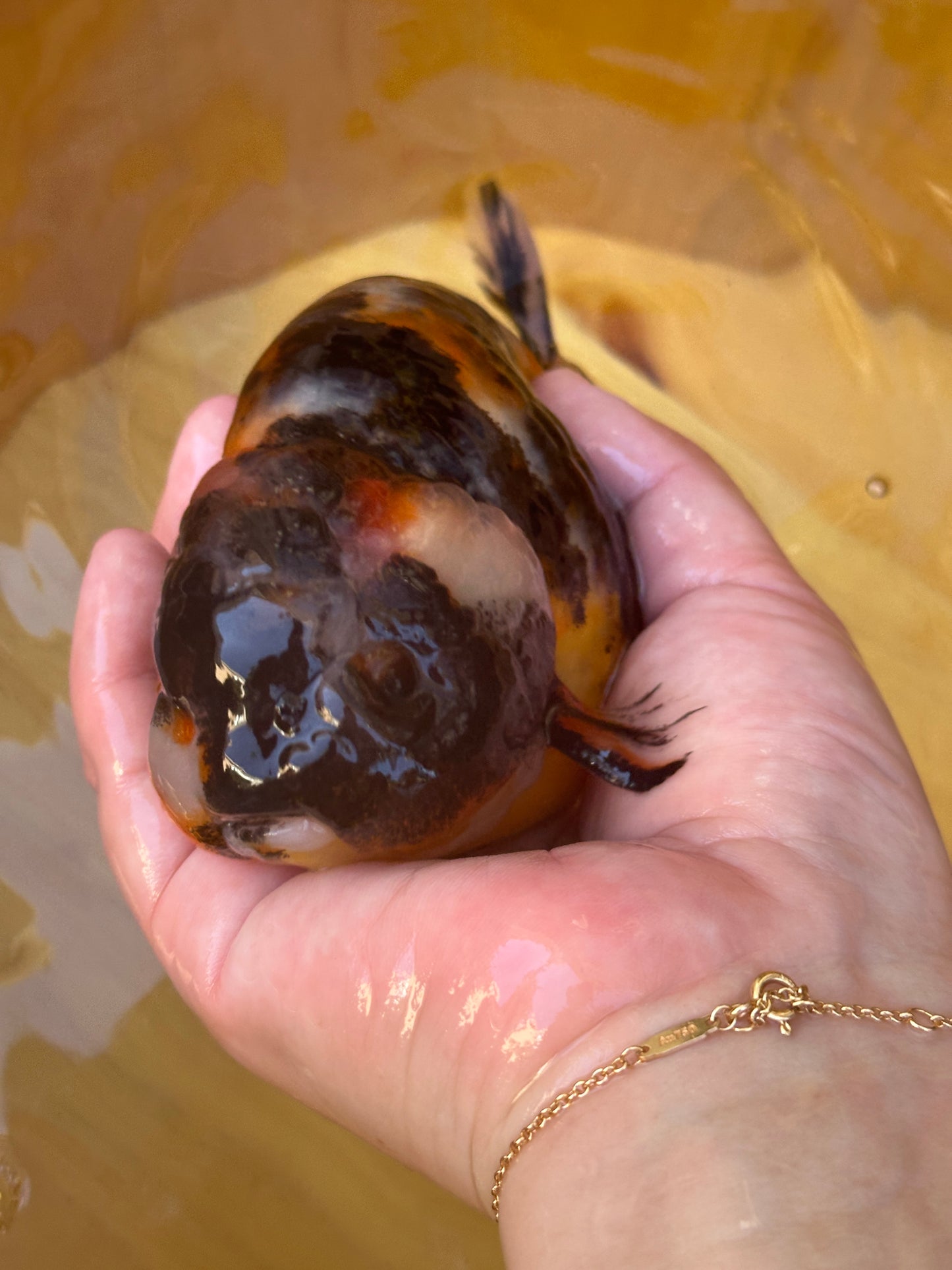 Tri-Color Ranchu - 5.5 inches