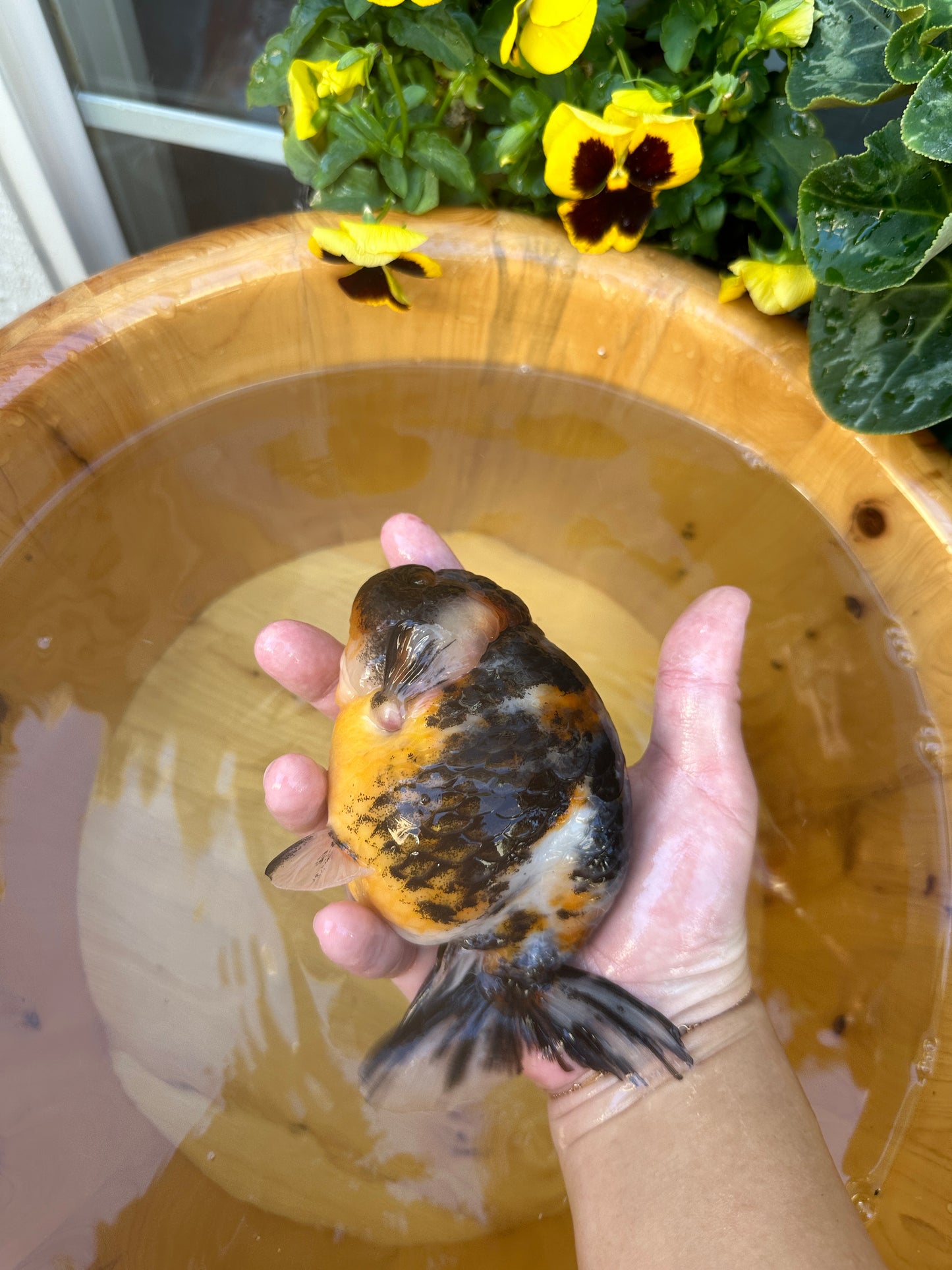 Tri-Color Ranchu - 5.5 inches