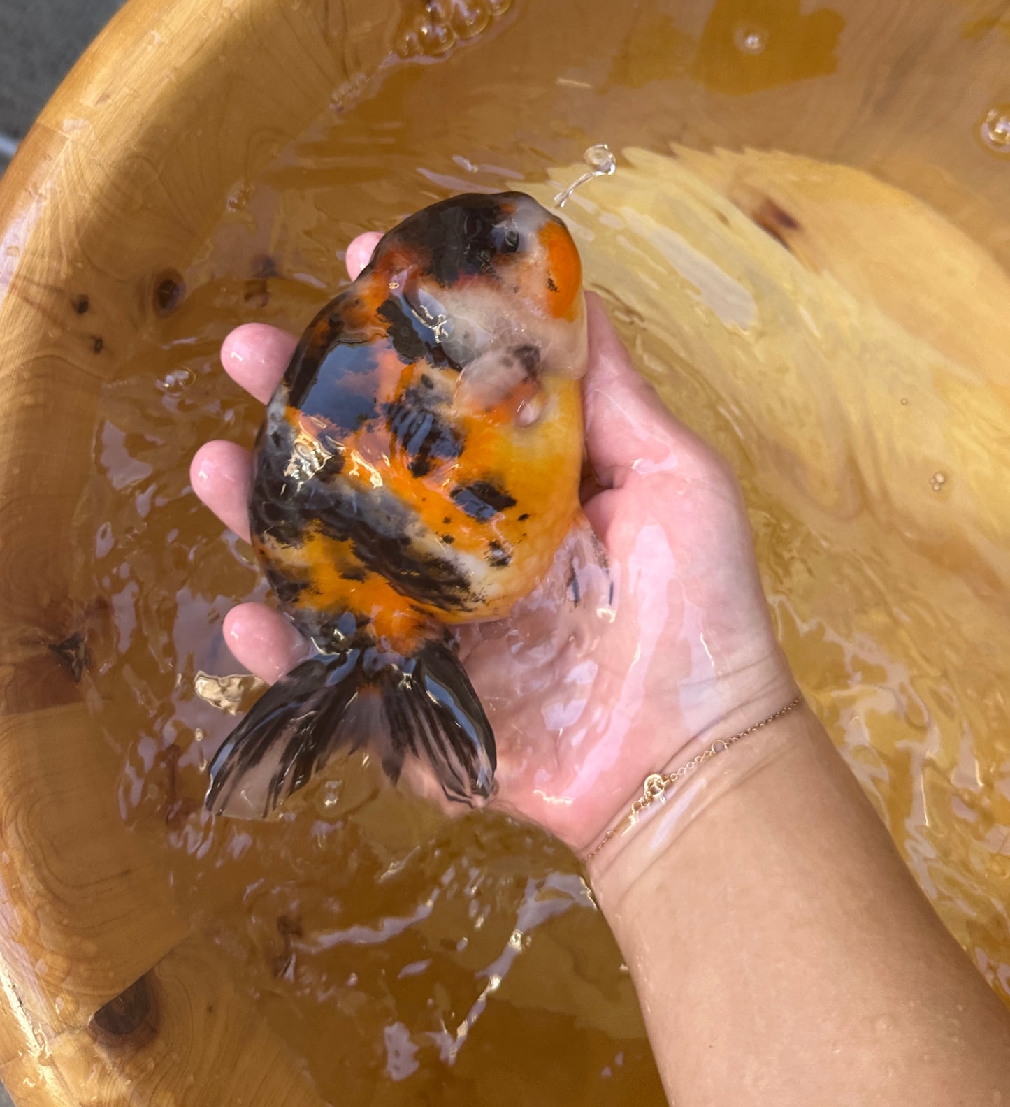 Hand holding a colorful goldfish above a wooden bowl