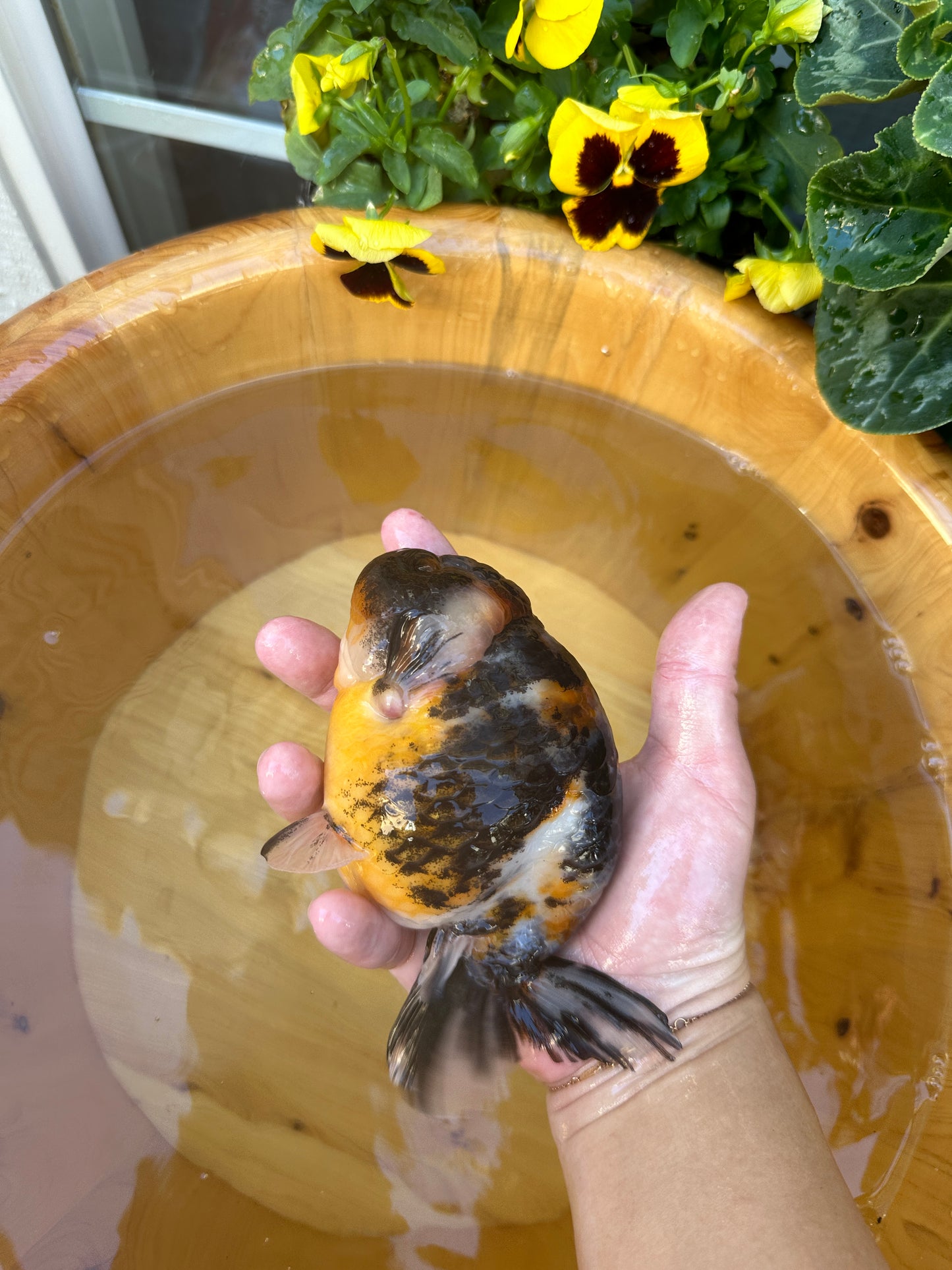 Hand holding a goldfish in front of a wooden bowl with plants in the background