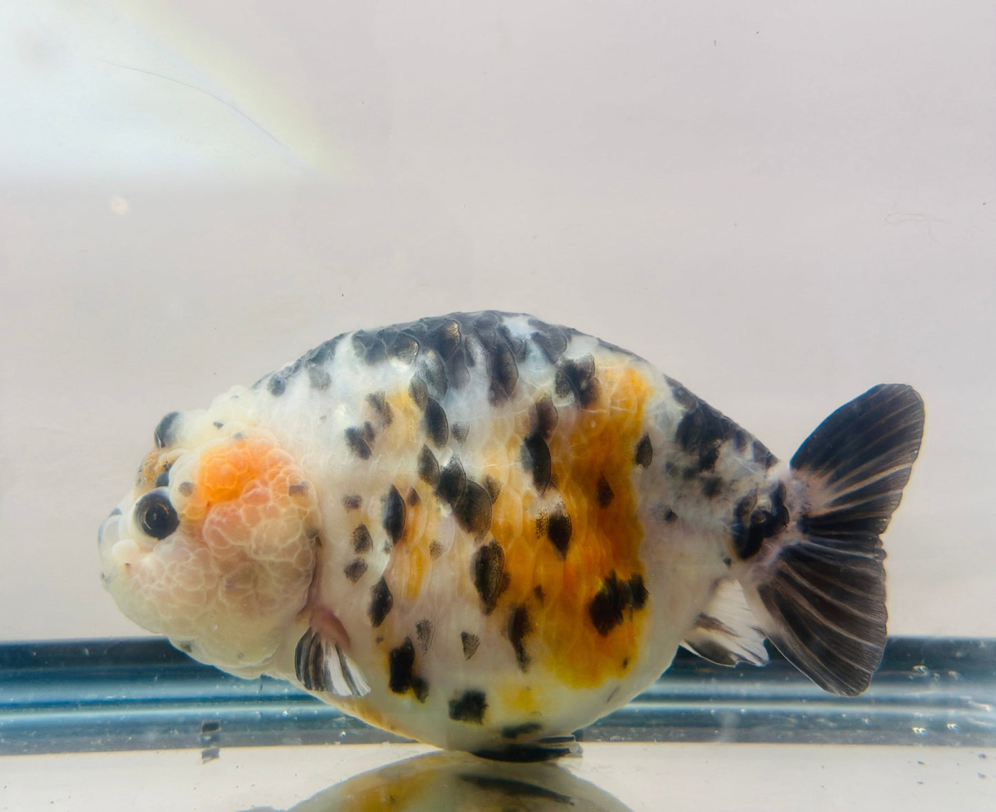 Calico Ranchu (5'') - Lunar Fancies