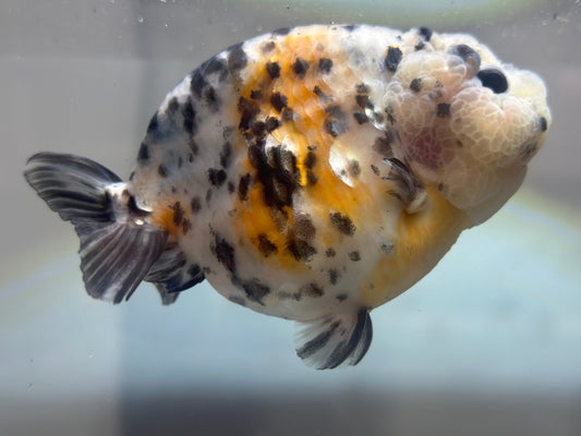 Calico Ranchu (M, 4.5'') - Lunar Fancies