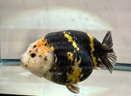 Calico Ranchu (M, 5'') - Lunar Fancies