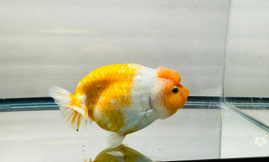 Orange & White Ranchu (F, 5.5'') - Lunar Fancies