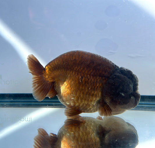 Purple Ranchu (F, 5'') - Lunar Fancies