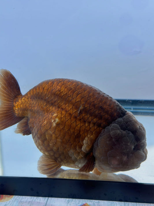 Purple Ranchu (M, 5'') - Lunar Fancies